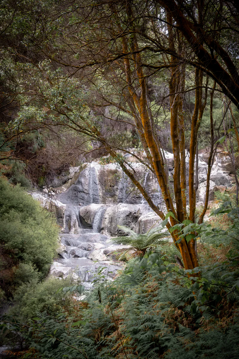 Photography of collection North Island, NZ