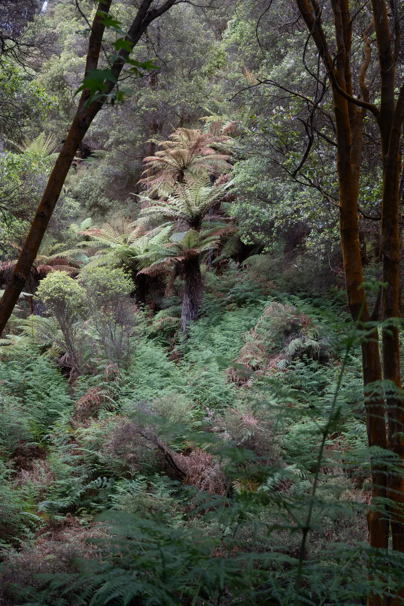 Photography of collection North Island, NZ