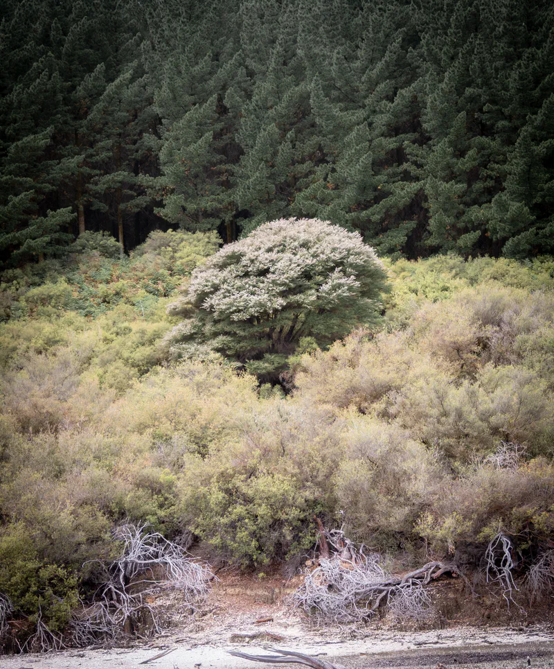 Photography of collection North Island, NZ