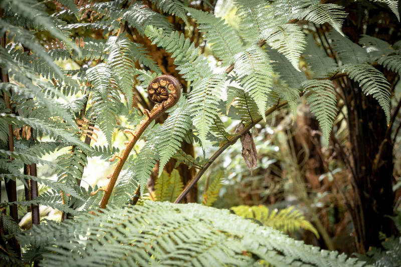 Photography of collection North Island, NZ
