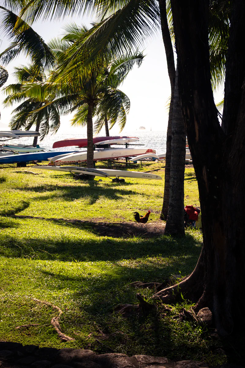 Photography of collection Tahiti