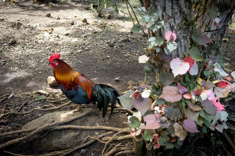 Photography of collection Tahiti