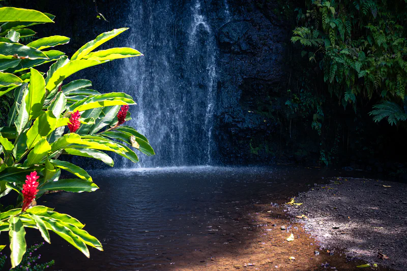 Photography of collection Tahiti